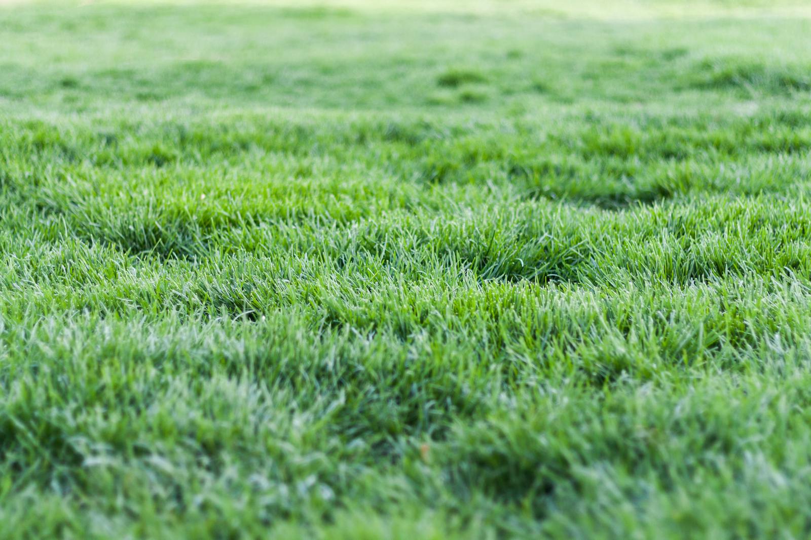 Healthy green St. Augustine lawn after a weekly mow on a humid Gulf-coast morning.